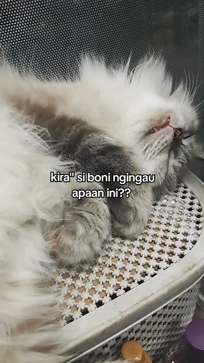 Boni Kira' What are you dreaming about? #sleepingcat #cutecat #catlovers #cats #cat #feedshort