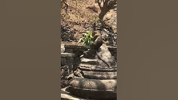 Monkey drinking cold drink like a human #monkey #monkeys #monkeydluffy #monkeyvideo #monkeylove