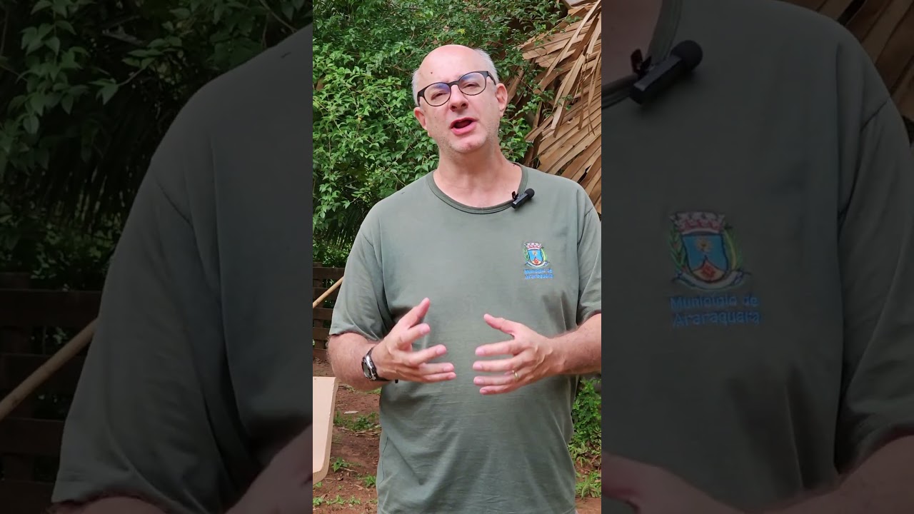 Palmeira TALIPOT. As do Rio de Janeiro, depois de 60 anos, floresceram. CMEA-Basalto. 17/12/2025.