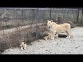Семейство белых львов. Афина и малыши.