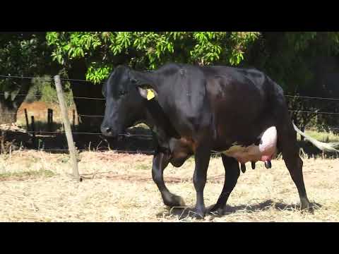 LOTE 18 REFERENCIA FIV MOSAIC SANTA LUZIA_1