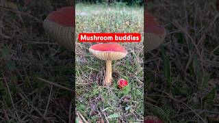 #midwest #mushroom #nature