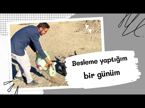 Sokak Hayvanlarına Besleme