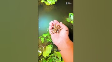 Chàng trai chỉ cách bắt cá Lóc Bông dễ dàng 🐟