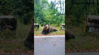 Seeing Bears on the Transfăgărășan