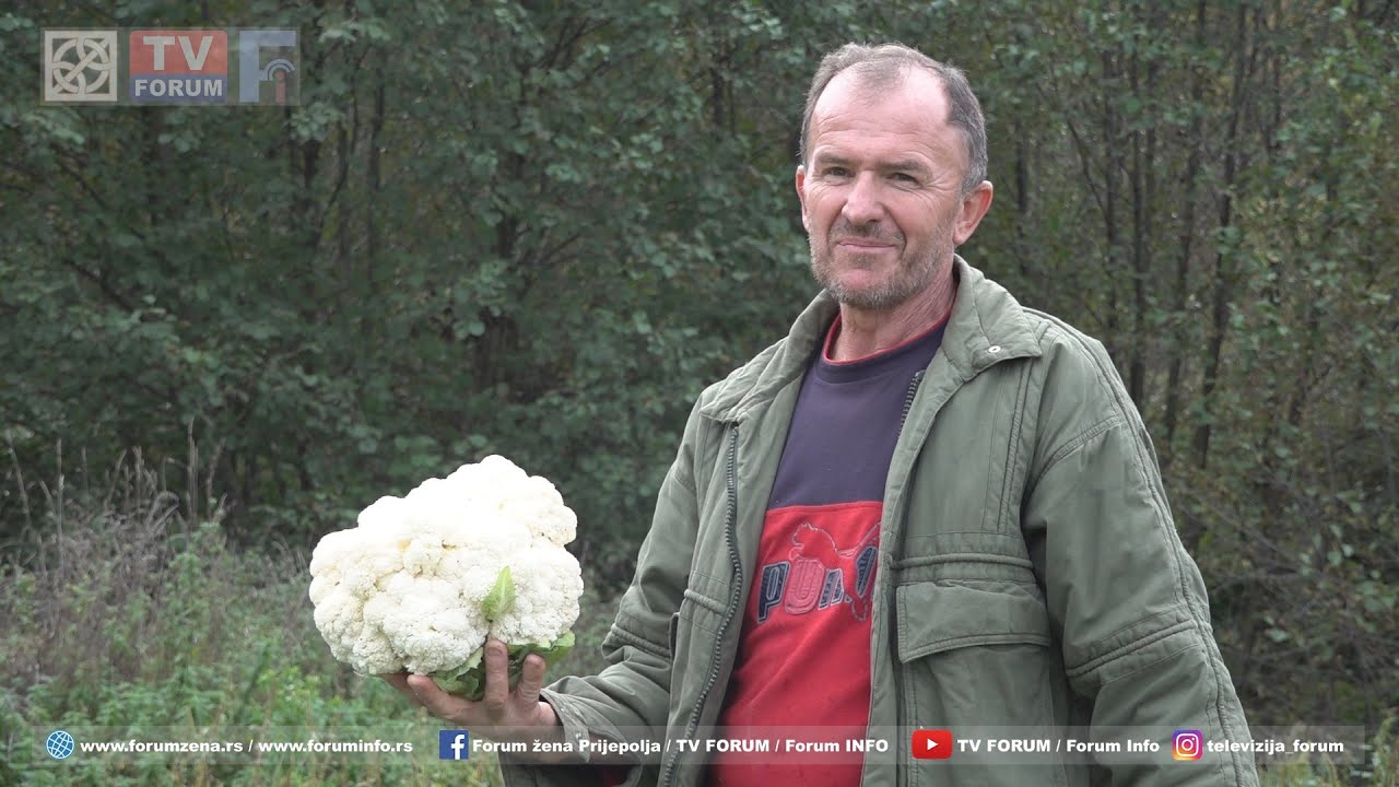 Uzgoj karfiola i brokolija u domaćinstvu Bahrije Bašovića iz Hrta