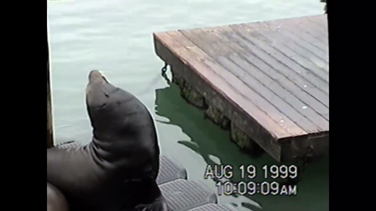seals@ pier 39 - YouTube