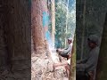 proses penebangan kayu jalur