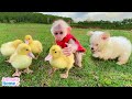 Baby monkey protects and takes care of ducks