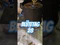 Blütetag 28 #growth #420 #homegrown#cannabisdaily #cannabisdaily #cannabiscommunity#plants #organic