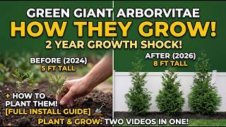How I Planted Costco Green Giants (2‑Year Results Inside)