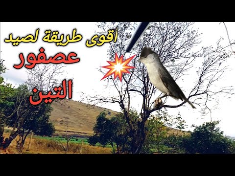 أقوى طريقة لصيد عصفور التين 2024