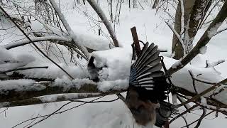 картинка: Проверка капканов на куниц. Птичий день.