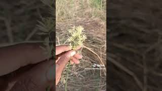 Sirrin Maman Kajiji. Da Ciyawar Zana. Mallam Muhammad Maiduguri.