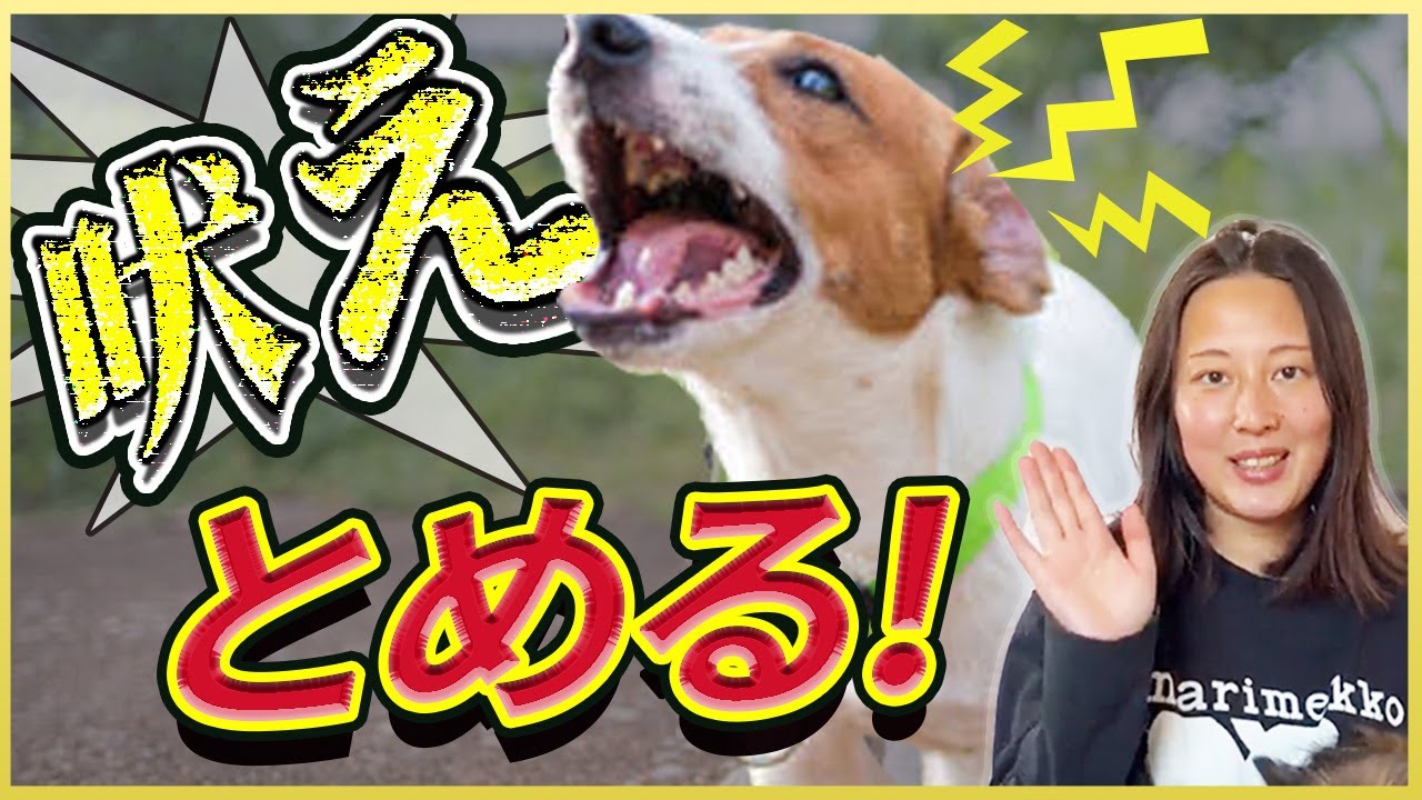 【実践】興奮吠えを止める！まるっと全てお見せします
