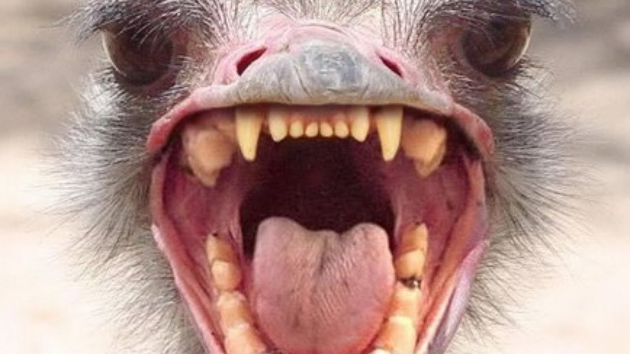 зубы петуха