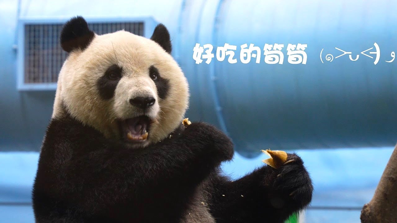 20251127 (16:50) 圓仔的冬筍及竹葉晚餐 😃 | Giant Panda Yuan Zai