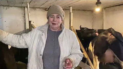 Для новичков о коровах/ 1 серия/ О чем задуматься до покупки коровы?