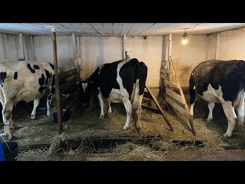 Как держать корову в домашних условиях