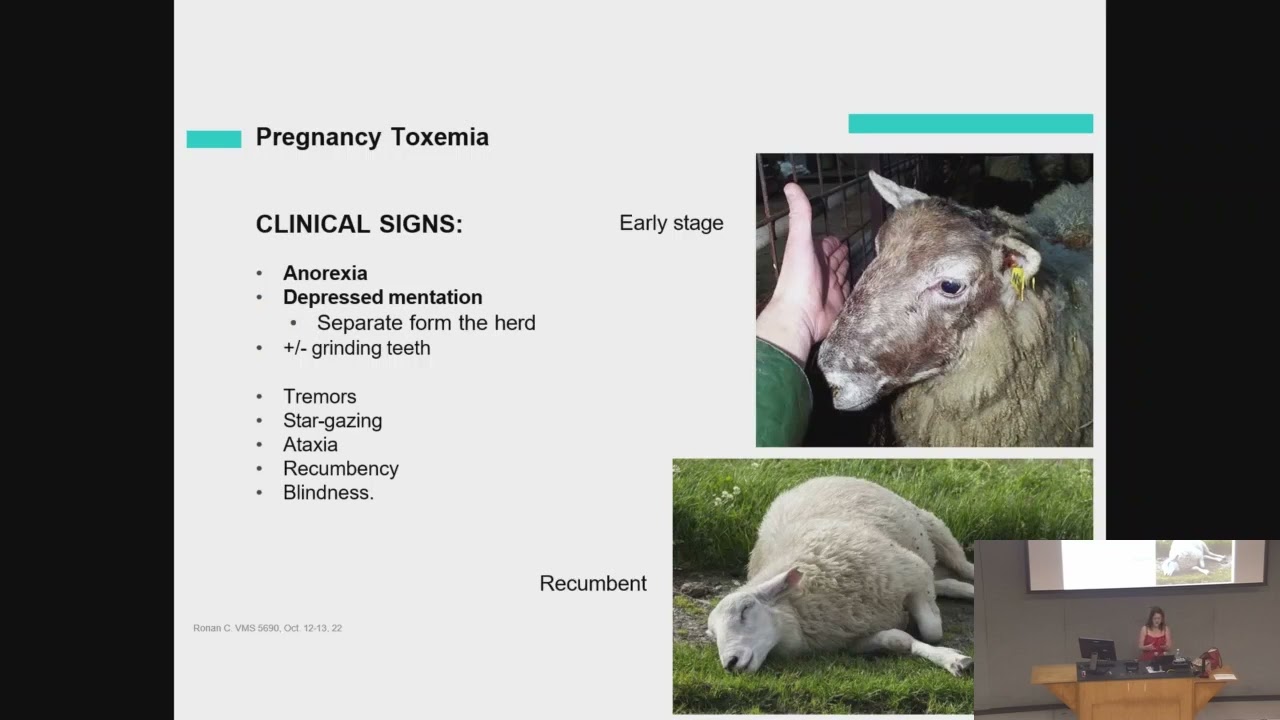 Large Animal Medicine II Lecture   Metabolic Diseases 2   11 05 2025 default 586171da