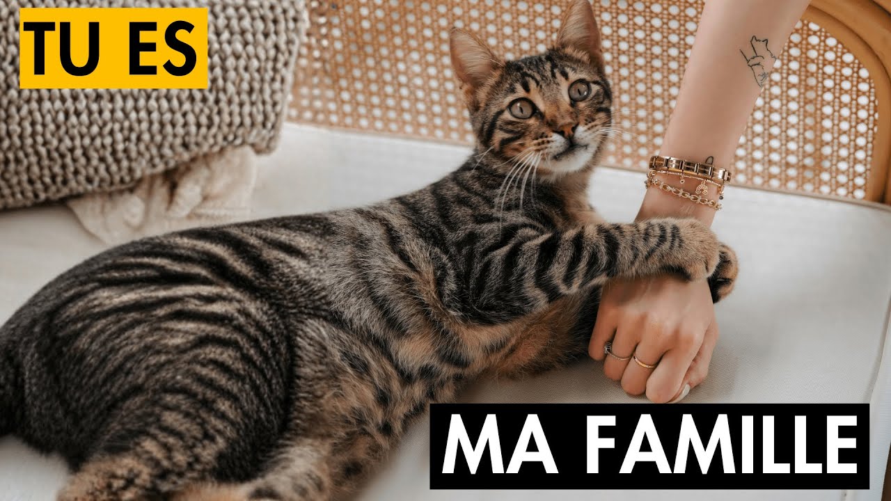 15 preuves que ton chat te considère comme un membre de sa famille