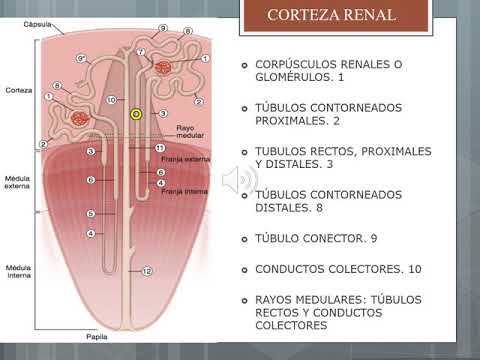 Histofisiología Renal - Histologia UCA Parte 1 - YouTube