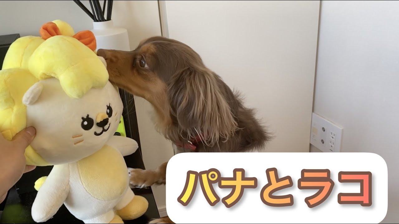 NiziU - いぬ 貴重映像】愛犬パナがNiziUのLakoちゃんにご挨拶する映像