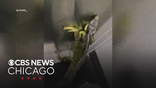Iguana gives FedEx worker more than they bargained for