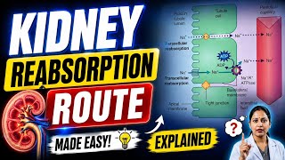 Kidney REABSORPTION ROUTE Explained | Nephron Physiology Made EASY for Pharmacy, Nursing & NEET