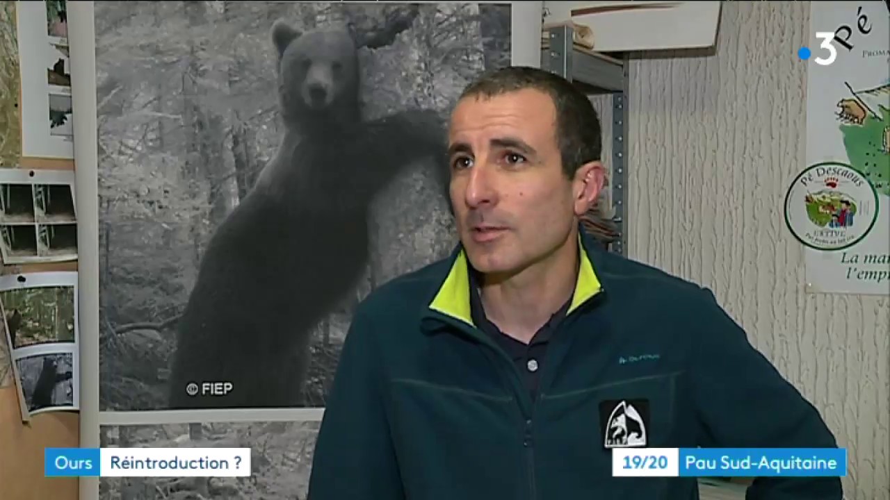 Béarn : la réintroduction de l'Ours est toujours à l'étude, à en croire une lettre de Matignon