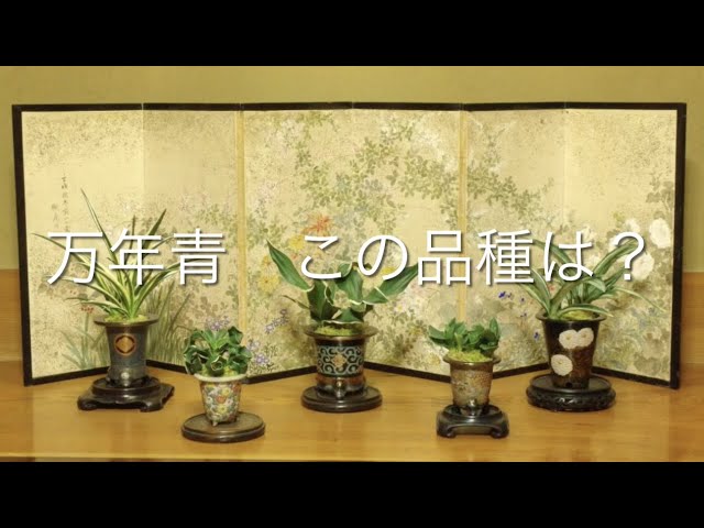 万年青クイズ30問】この品種は？【万年青の豊明園】Rohdea japonica