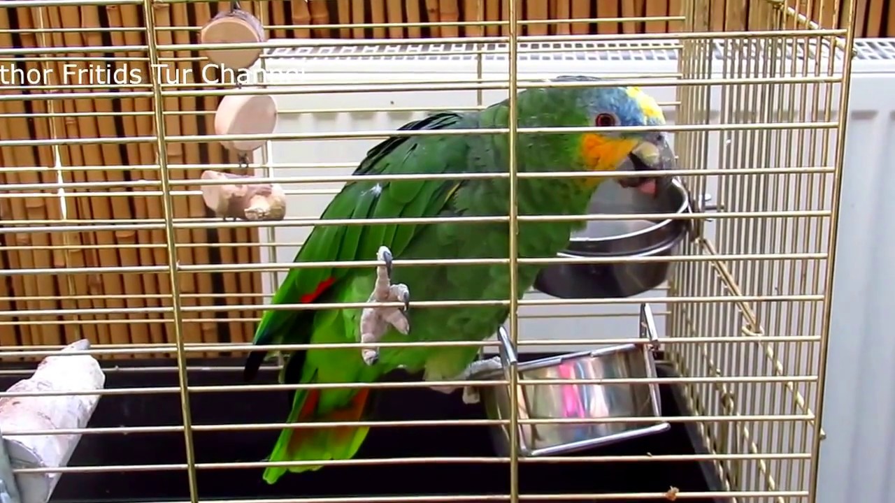 Orange-winged amazon parrot voice (Amazona amazonica) 