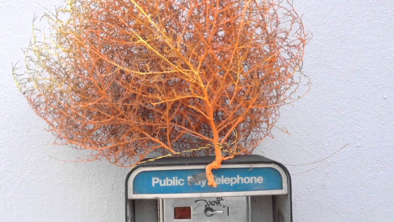 Painted Tumbleweed street art spotted in LA Los Angeles part 3 YouTube