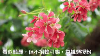 一日三變~使君子