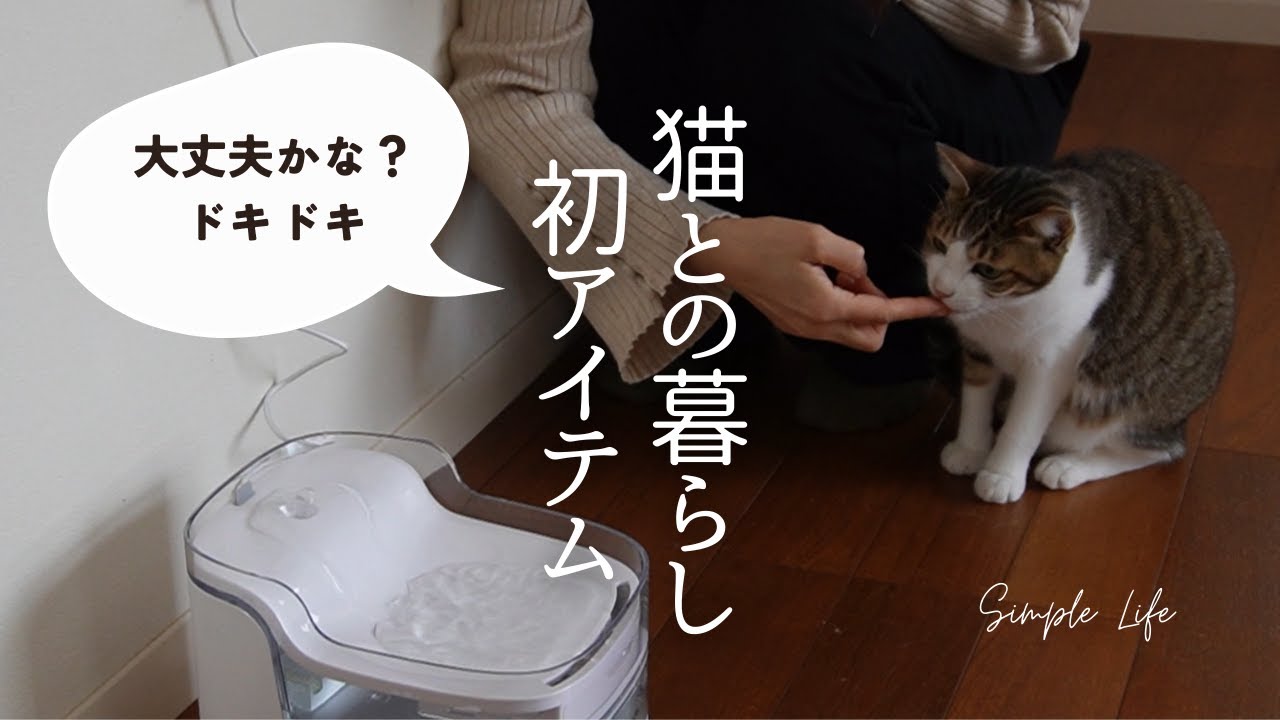 猫との暮らし、心配事がこれで解決｜新しいアイテムへの反応が可愛すぎ