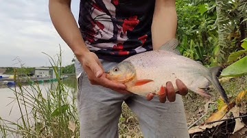 Fishing | Câu cá sông | Hướng dẫn móc giun câu cá ngạnh sông | Câu lancer không ngờ được cá này !!!