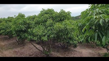 Có Phải Cột Điện Cũng Ra Hoa  Mùa Vải Thiều Lục Ngạn 2023 l Núi Đồi Lục  Ngạn