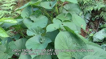 CÁCH TRỒNG CÂY DỔI ĐẤT ĂN LÁ TẠI VƯỜN NHÀ