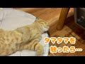 寝ている子猫のタマタマを触ったら反応が可愛すぎました