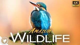 Breathtaking Wildlife Of The Amazon In Stunning 4K - Relaxing Uplifting Music To Relieve Stress by Relax Earthfully 2,728 views 11 months ago 1 hour, 6 minutes