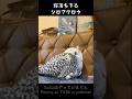 #368 Snowy Owl Falling Asleep寝落ちするシロフクロウ【Minty the Snowy Owl】ミンティ #フクロウカフェ #snowyowl #シロフクロウ #owl