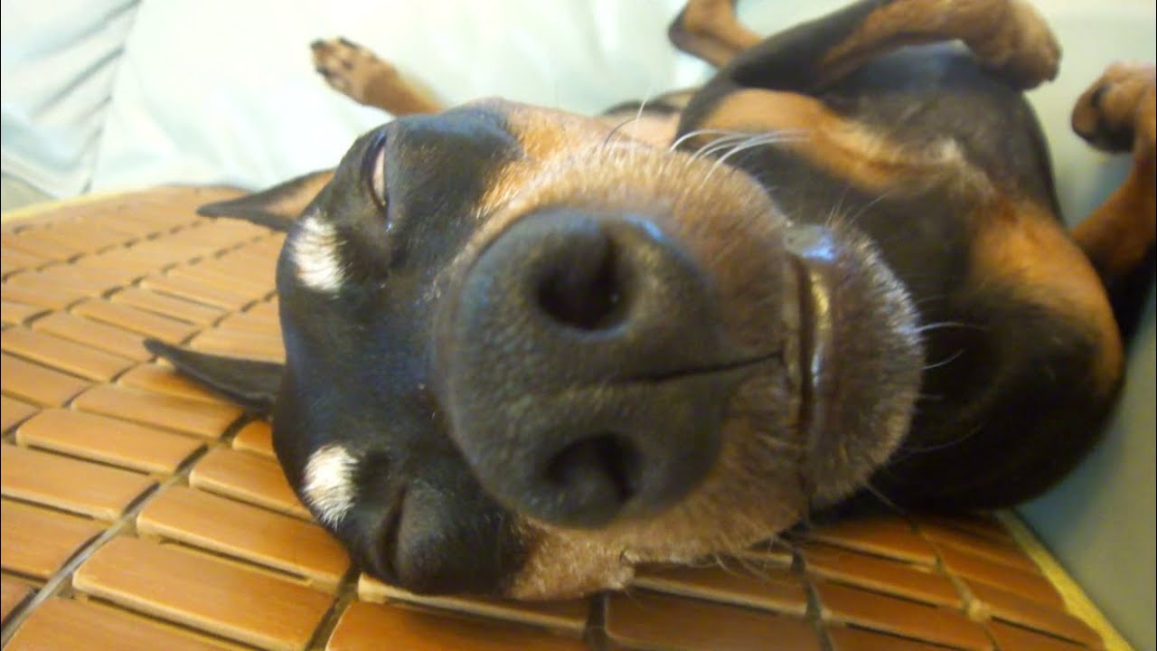 Funny dog sleeps like humans YouTube