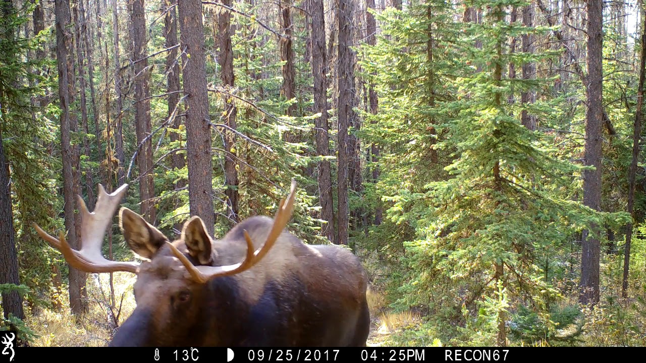 Browning Recon Force Advantage (3)