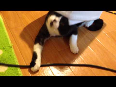 ロボ猫？