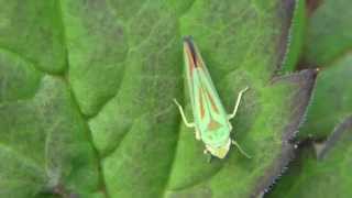 Assassin bug Nymph & Leafhopper