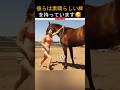 IQが100の最も賢い馬