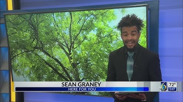 Lansing man begs for help to save his cat, stuck up tree for four days