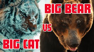 видео: Большая кошка против большого медведя картинка: Большая кошка против большого медведя