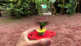 Green-Crowned Brilliant Handheld Feeder