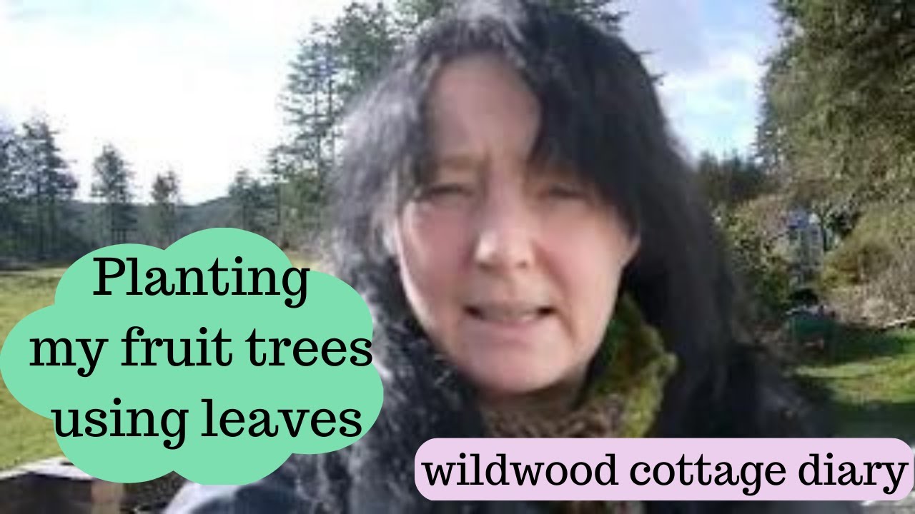 Planting My Fruit Trees Using Leaves Wildwood Cottage Diary planting-my-fruit-trees-using-leaves-wildwood-cottage-diary